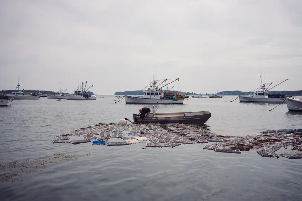 Tending lobster cars in a harbor on an electric skiff