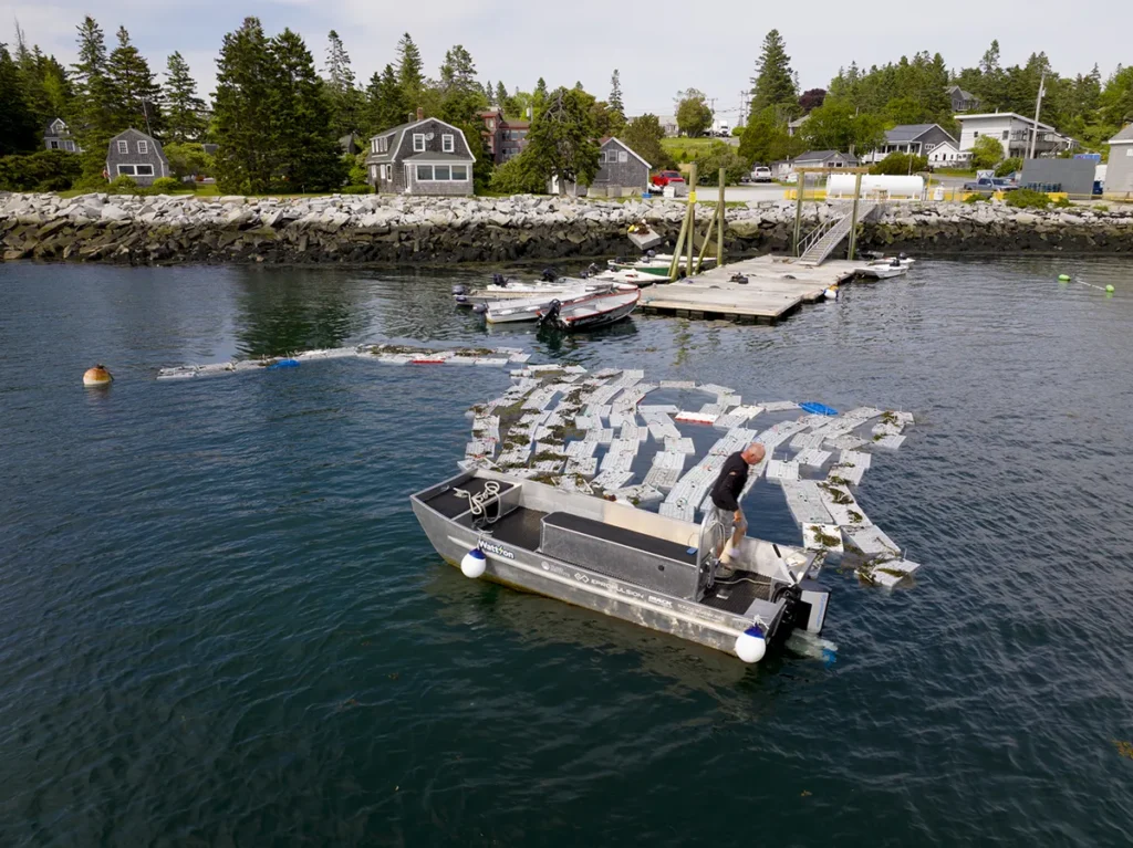 Man in an electric skiff tending lobster cars in the water of a harbor